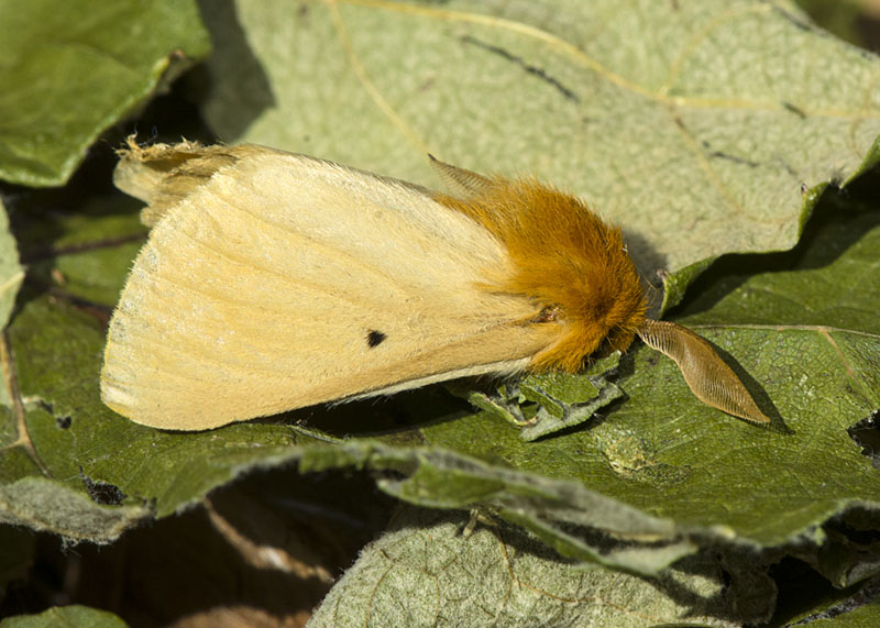 Lemonia taraxaci - Brahmaeidae